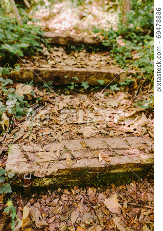 autumn leaves in forest fall season 69478886