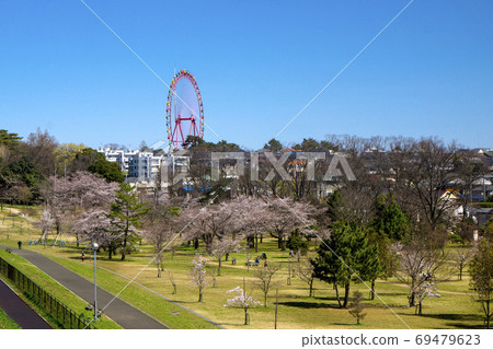 櫻花盛開的佐山公園從西武遊樂園的山頂和摩天輪俯瞰的櫻花 69479623