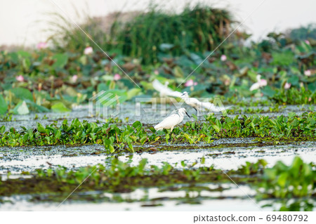 Great egret bird standing on lake lily lotus in water in Thailan 69480792