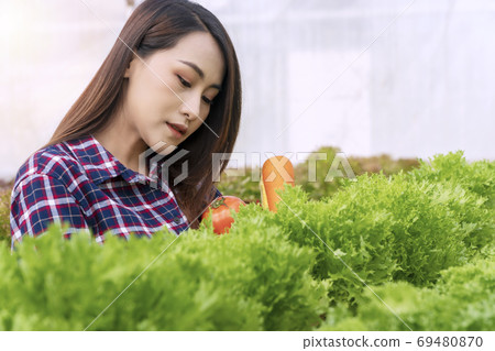 Young farmer woman checking fresh lettuce organic vegetable at g Young farmer woman checking fresh lettuce organic vegetable at g 69480870
