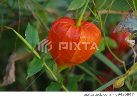 花 花 69480947