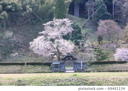 Ichijodani Asakura Ruins-Spring 69481134