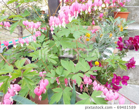 Flowers Flowers 69481589