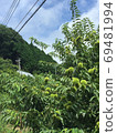 Landscape with young chestnuts in the Japanese countryside 69481994