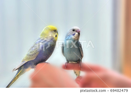Cute chick budgerigar Lara 69482479