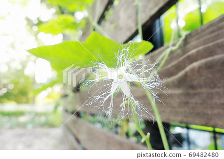 White flower "Snake gourd flower" watercolor style that grew lively in the morning sun 69482480