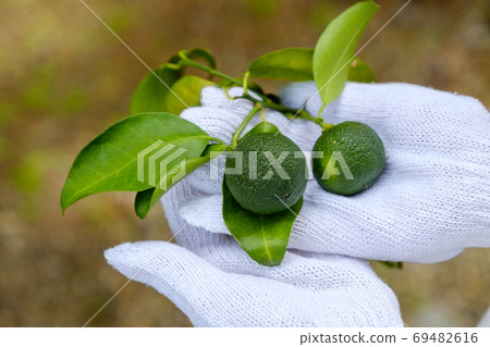 Green yuzu immature 69482616