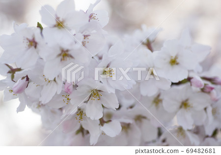 Spring cherry blossom close-up Spring cherry blossom close-up 69482681
