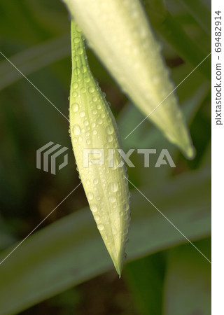 The drops on Indian Hamayu (Indohama cotton) are interesting 69482914