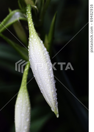 The drops on Indian Hamayu (Indohama cotton) are interesting 69482916