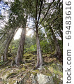 Powerfully towering trees 69483616