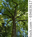 Fresh green leaves extending in all directions 69483617
