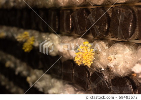 mushrooms growing in plastic bag mushrooms growing in plastic bag 69483672