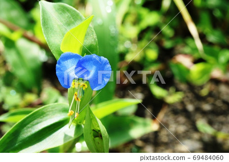 Commelina communis (dayflower) with round and cute petals Commelina communis (dayflower) with round and cute petals 69484060