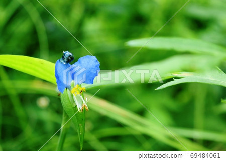 Galls on the petals of Commelina communis Galls on the petals of Commelina communis 69484061