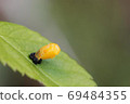 Coccinella septempunctata, which has just become a pupa 03 69484355