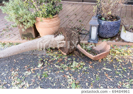 Natural damage Gardening Ornamental plants Verandas Flowerpots Plants Cracks 69484961