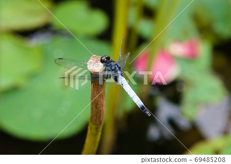 Grey-black dragonfly rests on the withered stalk Grey-black dragonfly rests on the withered stalk 69485208