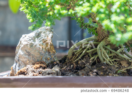 Beautiful bonsai tree. Beautiful bonsai tree. 69486248