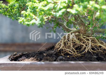 Beautiful bonsai tree. 69486249