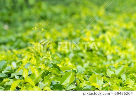 Tropical green leaf plant background. Tropical green leaf plant background. 69486264