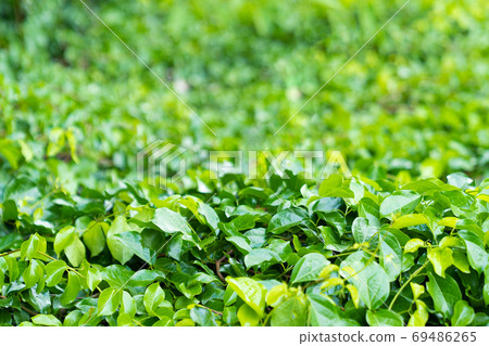 Tropical green leaf plant background. Tropical green leaf plant background. 69486265