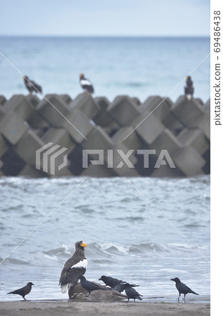 Steller's sea eagle and crows (Hokkaido) Steller's sea eagle and crows (Hokkaido) 69486438
