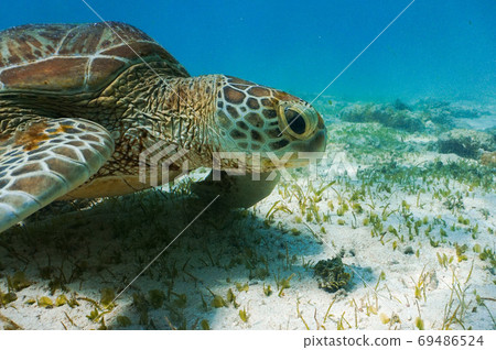 一隻海龜來到藍海的淺灘 一隻海龜來到藍海的淺灘 69486524