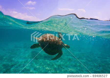 海龜在翡翠海中游泳 海龜在翡翠海中游泳 69486527