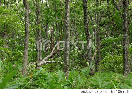 Quercus serrata with fallen trees-Miyatoko Marsh, Minamiaizu Town, Fukushima Prefecture 69486536