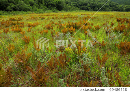 Early autumn marsh colored by Yamadori Zenmai-Miyatoko Marsh, Minamiaizu Town, Fukushima Prefecture 69486538