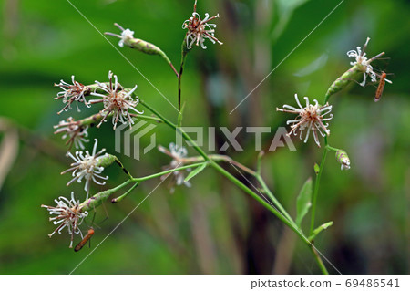 炭白花盛開-福島縣南會津町宮子沼澤長廊 炭白花盛開-福島縣南會津町宮子沼澤長廊 69486541