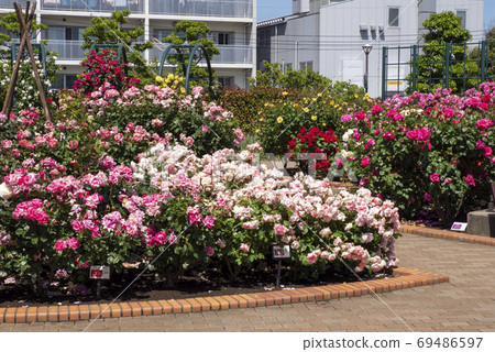 廣尾防災公園(市川市)花卉廣場(玫瑰園) 廣尾防災公園(市川市)花卉廣場(玫瑰園) 69486597