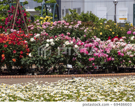 Hiroo Disaster Prevention Park (Ichikawa City) Flower Square (Rose Garden) Hiroo Disaster Prevention Park (Ichikawa City) Flower Square (Rose Garden) 69486603