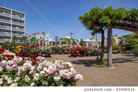 Hiroo Disaster Prevention Park (Ichikawa City) Flower Square (Rose Garden) 69486816