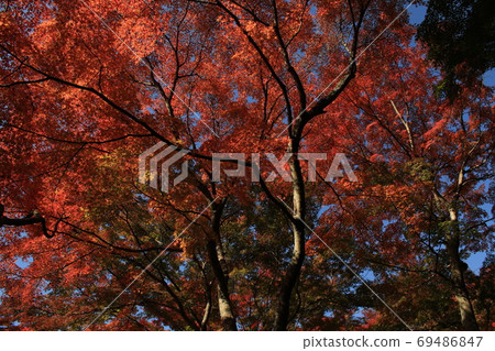 筑波旅遊鐵道宮脅站的秋葉 筑波旅遊鐵道宮脅站的秋葉 69486847