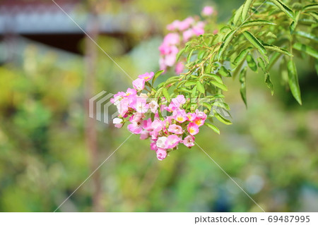 Rose flower ballerina Rose flower ballerina 69487995