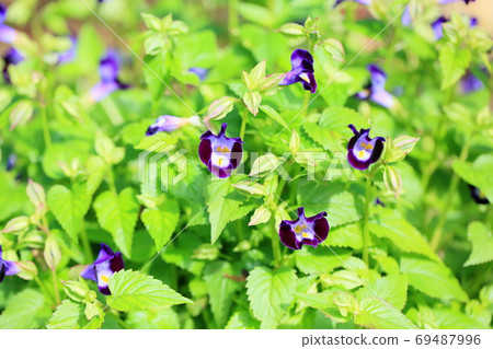 Torenia flowers Torenia flowers 69487996