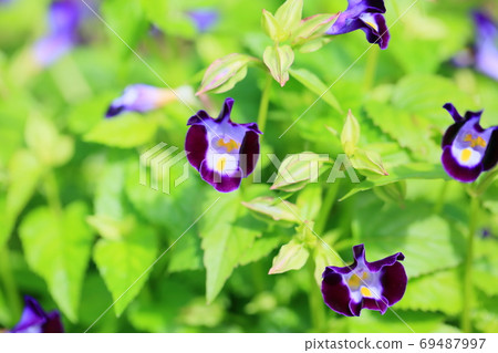 Torenia flowers Torenia flowers 69487997