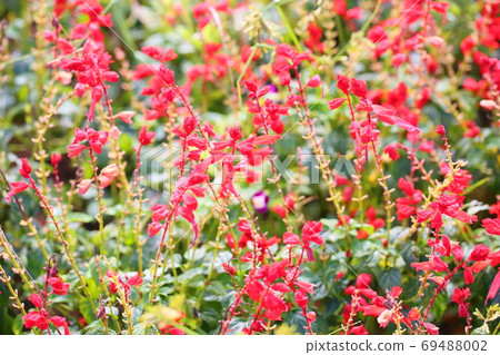 Salvia Splendens flowers 69488002