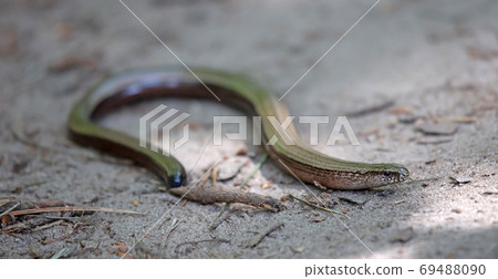 Slowworm aka slow worm or blindworm Slowworm aka slow worm or blindworm 69488090