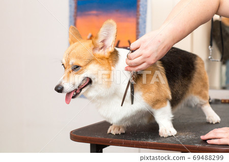 Pet groomer with scissors cut the fur dog corgi. Pet grooming 69488299