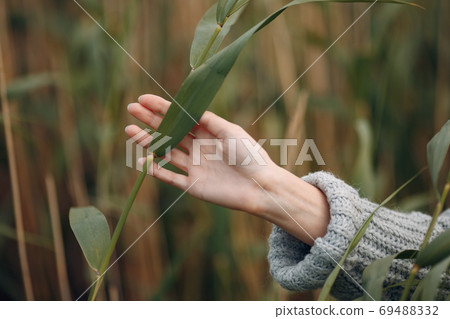 Hand of young woman with tall grass outdoor in the park at summer. 69488332
