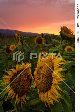 Sunflower Field at Sunset, Northern California, USA Sunflower Field at Sunset, Northern California, USA 69488335