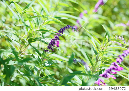 Salvia leucansa flowers Salvia leucansa flowers 69488972