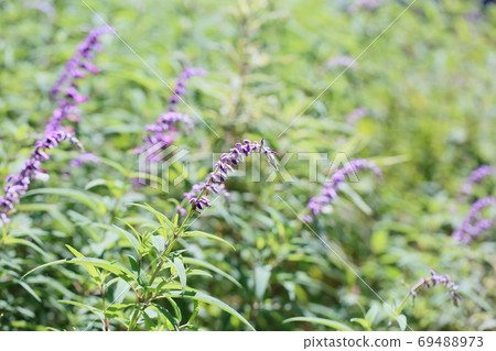 Salvia leucansa flowers Salvia leucansa flowers 69488973