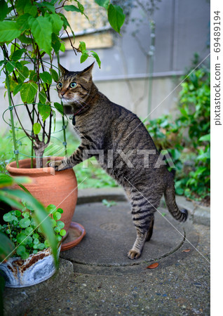 Kijitra cat taking a walk Kijitra cat taking a walk 69489194