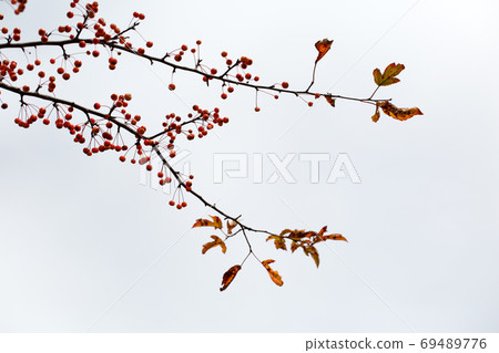Red malus sieboldii 69489776