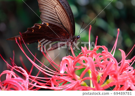 Swallowtail butterfly Swallowtail butterfly 69489781