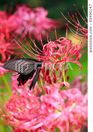 蝴蝶餐 蝴蝶餐 69490147